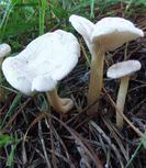 clitocybe c&eacute;rus&eacute;
