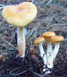 clitocybe invers�