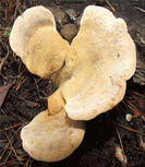 paxille faux pannus