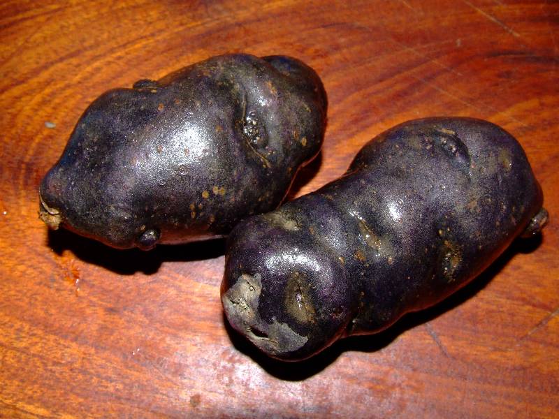pommes de terre vitelottes