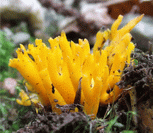 photo caloc&egrave;re visqueuse