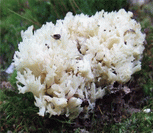 photo clavaire &agrave; cr&ecirc;tes