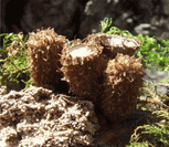 photo cyathe stri&eacute;