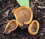 photo galactinie juteuse