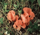 photo gu&eacute;pinie en helvelle