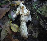 photo helvelle cr&eacute;pue