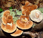 photo lenzite des cl&ocirc;tures