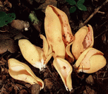 photo oreille de li&egrave;vre