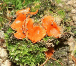 photo p&eacute;zize orang&eacute;e