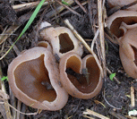 photo p&eacute;zize v&eacute;siculeuse