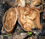 photo p&eacute;zize vein&eacute;e