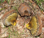 photo pisolithe des sables