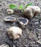 photo scl&eacute;roderme g&eacute;aster