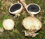 photo scl&eacute;roderme orang&eacute;