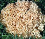 photo sparasis cr&eacute;pu