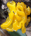 photo tr&eacute;melle m&eacute;sent&eacute;rique