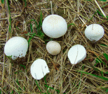 photo vesse de loup des pr&eacute;s