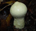 photo vesse de loup en forme de poire