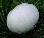 photo vesse de loup g&eacute;ante